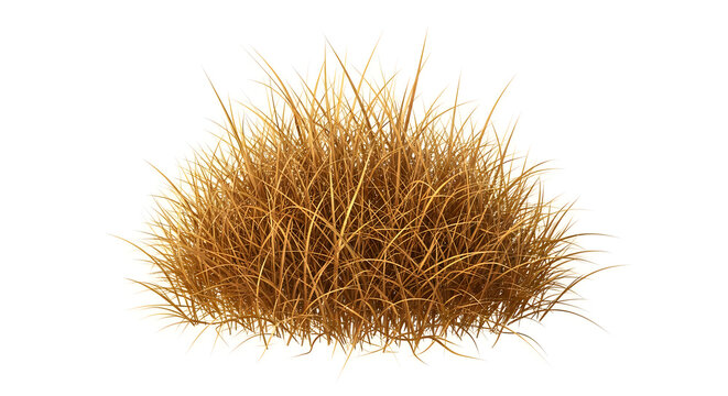 Golden Wheat Bundle Illustration Isolated on White Background Line Art