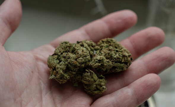 Close-up of a hand holding a premium dry marijuana bud against a dark background. Medical cannabis dispensary concept.