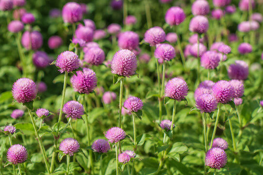 Purple Pink Globe Amaranth Gomphrena Globosa Flowers Blooming in Garden Field &ndash; Everlasting Immortal Flower Nature Concept