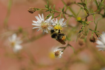 Joli Bourdon tricolore, Bombus ternarius, qui butine une petite fleur © NebulaPhotographies