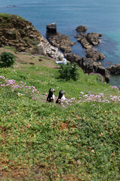 Puffins relaxing on grassy cliffs above the sea
