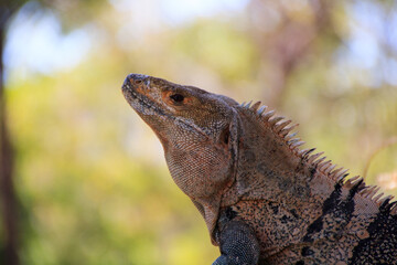 Fototapeta premium green Leguan Iguana-iguana close up, costa rica