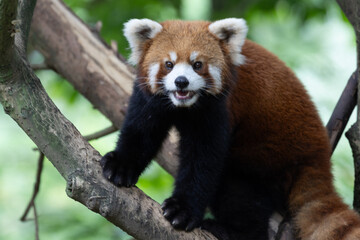 Fototapeta premium Red Panda Perched on a Tree Branch