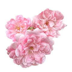 Fototapeta premium Pink English garden roses bouquet isolated on transparent background