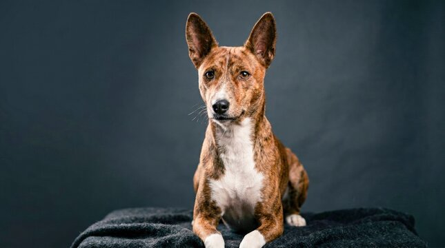 Portrait of a Brindle Basenji Dog with Alert Ears on a Dark Background.
