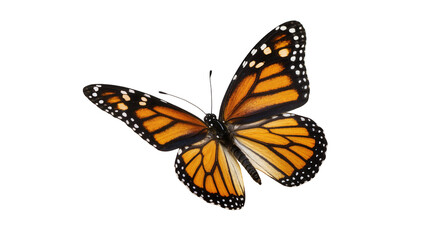 Obraz premium Monarch butterfly with orange black, and white wings