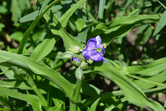 Beautiful nature, bright purple flowers of Tradescantia, inchplant, wandering jew, spiderwort, dayflower, trad  with green long leaves growing in the street area.