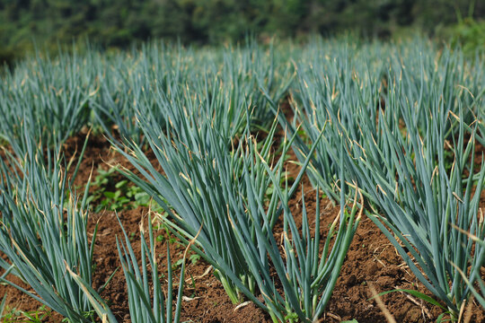 rows of green onion plants growing in cultivated agricultural soil in Indonesia