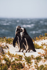 African penguins interacting on coastal vegetation at Boulders Beach South Africa © Katherine