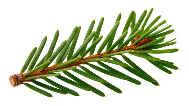 Pine tree branch with green needles and small cone