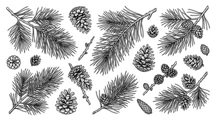 Obraz premium Branch pine with cones and leaves hand drawn set with black lines on white background featuring vector illustration, line art, botanical with nature