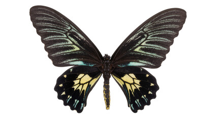 Black butterfly with yellow and blue markings on wings © Michal