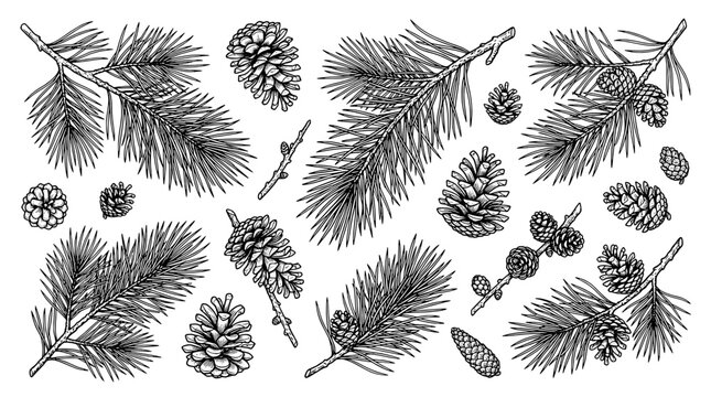 Branch pine with cones and leaves hand drawn set with black lines on white background featuring vector illustration, line art, botanical with nature