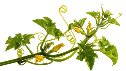 Green squash vine with yellow flowers and tendrils © Michal
