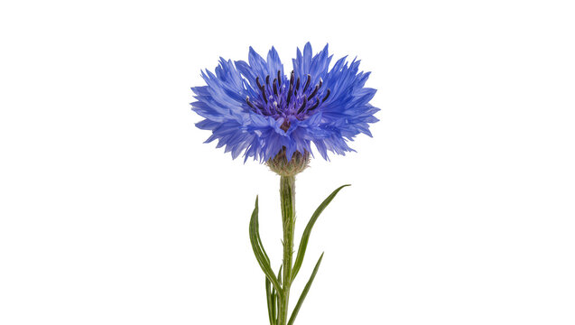 Blue cornflower blossom with green stem and leaves