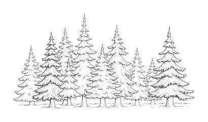 Fototapeta premium Black and white of a dense forest of pine trees