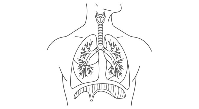 Human respiratory system diagram: lungs, trachea, diaphragm, and bronchi