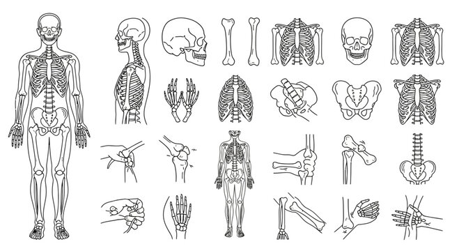 Human Skeleton Anatomy Chart: Full Body, Skull, Joints, and Bones