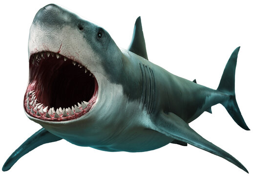 Great white shark	