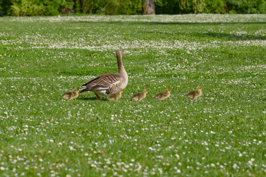 Greylag goose with goslings walking across grass