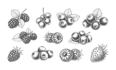 Hand drawn berry collection featuring blackberries blueberries raspberries and strawberry © Mahin