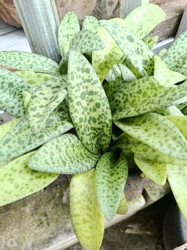 fThis ornamental foliage plant, commonly known as the Giant Squill or Frog Tongue plant, features striking lance-shaped leaves with a distinctive leopard-like pattern. The leaves are typically a pale 