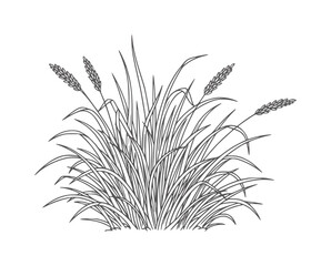 Fototapeta premium Line of a clump of tall grass with seed heads