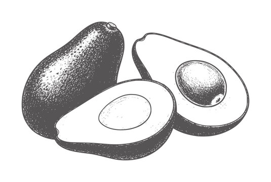 Two halves and one whole avocado fruit in a sketchy style