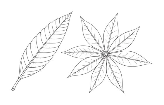 Two hand drawn leaves one elongated and serrated the other palmate and star shaped