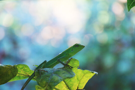 An oriental green garden lizard basks on a leaf. This reptile has the scientific name Calotes versicolor. Natural blurred background, bokeh. Beautiful. Small chameleon. Artistic.