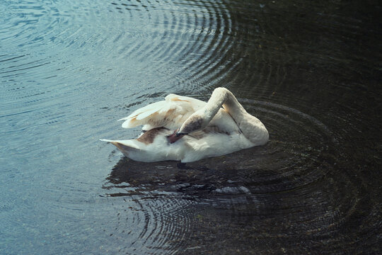 cigno