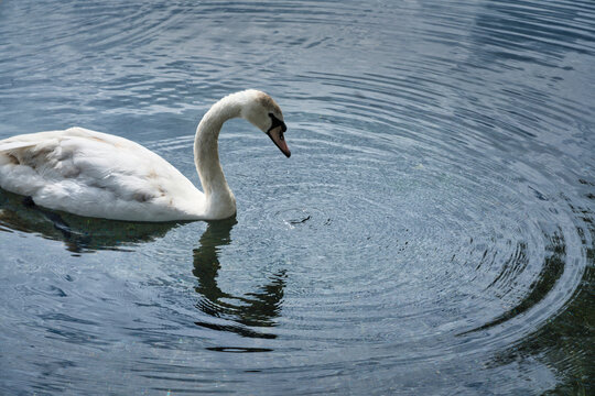 cigno