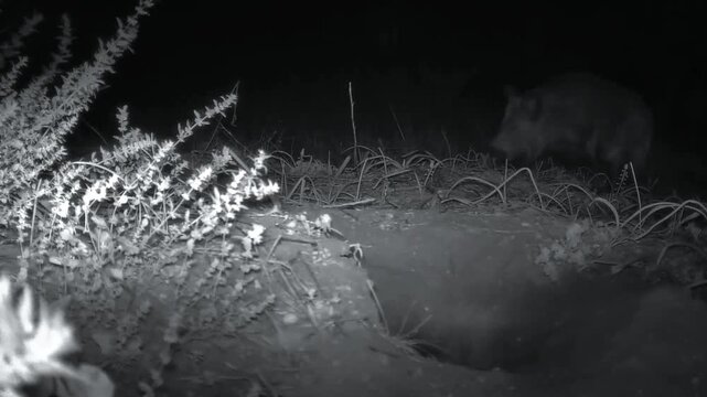 Sanglier &agrave; la recherche de nourriture dans la campagne film&eacute; de nuit par une cam&eacute;ra de chasse