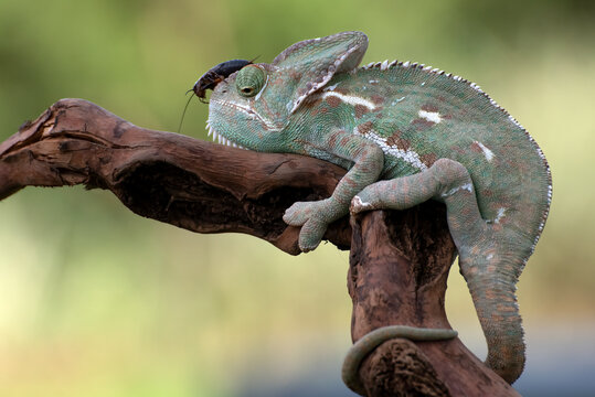 Close-up of a Veiled Chameleon Perched on a Branch with Prey