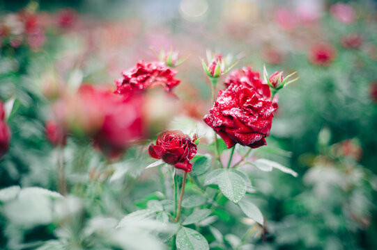 雨の日、花びらの水滴が美しい赤い薔薇の風景