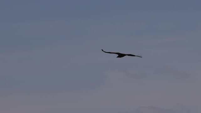 Animals Griphon (gyps fulvus) vultures flying in Slow Motion in the iberian peninsula.