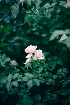  雨の日、花びらの水滴が美しいピンクの薔薇の風景