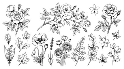 Fototapeta premium Flowers hand drawn set with intricate botanical details and delicate line work featuring floral, nature, plants with leaves and roses elements for