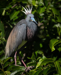 Fototapeta premium Tricolored heron in south Florida 