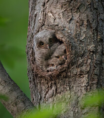 Obraz premium Eastern screech owl in a tree