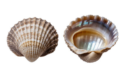 Two textured seashells, one closed and one open showing iridescent interior © Antonio