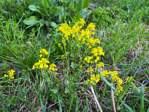 Surepka (surepitsa) is common among meadow grasses. (Latin: Barbar&eacute;a vulg&aacute;ris).