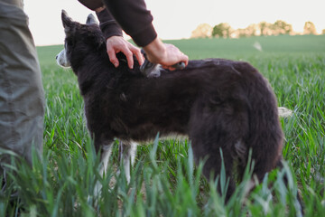 Young man grooming and brushing his unique husky shepherd mix dog in a green field during spring, bonding and caring for pet outdoors, companion concept. © Anastazja