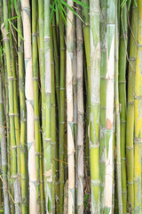 Fototapeta premium Fresh green bamboo texture background with natural tropical stalk pattern and organic surface detail. Rustic botanical backdrop for nature, ecology, and environmental concepts.