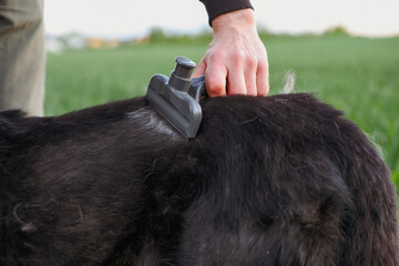 Close up of man's hand using a deshedding tool to remove loose fur from his mixed breed husky dog's coat in a field, pet grooming concept © Anastazja