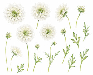 Obraz premium Scabiosa Flower Watercolor Illustration Material｜スカビオサの花の水彩イラスト素材