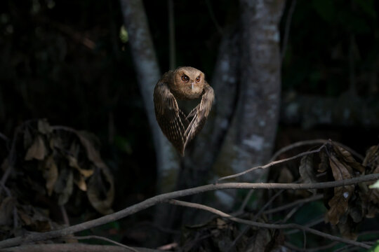 Javan scops owl in flight at night in natural forest habitat