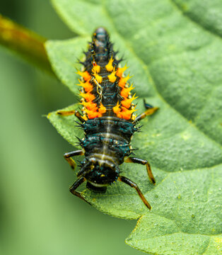 larva of multicoloured Asian lady beetle (Harmonia axyridis)