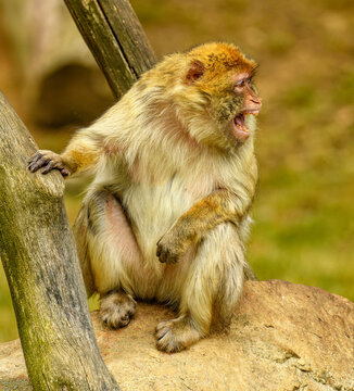 barbary macaque (Macaca sylvanus) sitting yelling