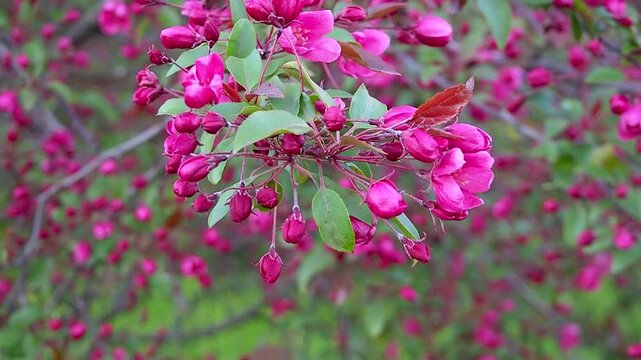 Beautiful crabapple branch with bright pink blossoms and buds swaying in the wind. Detailed close up of a blooming tree in spring. Slow motion footage.